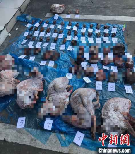 查获的动物尸体。平阳公安供图 温州破获非法猎杀国家保护动物案 查获动物尸体61份